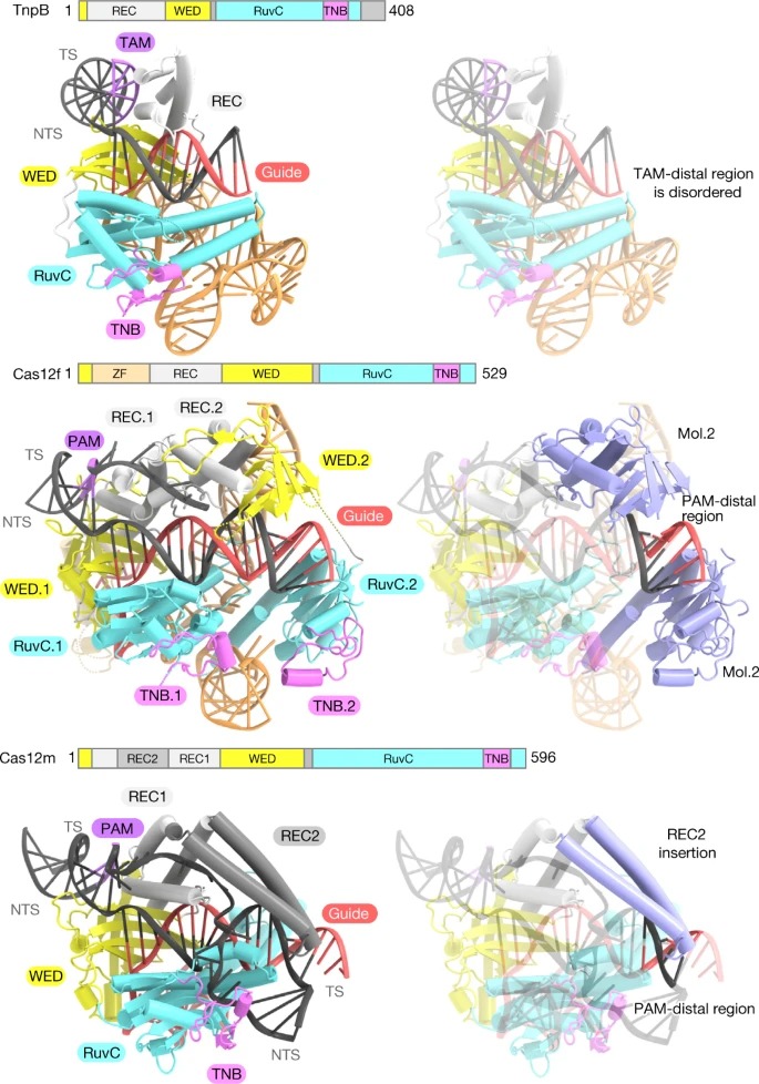 Cryo-EM structure of the transposon-associated TnpB enzyme