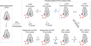 Read more about the article CFTR function, pathology and pharmacology at single-molecule resolution