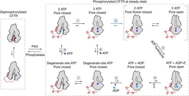 [Abs] CFTR function, pathology and pharmacology at single-molecule resolution