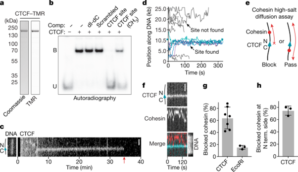 [Abs] CTCF is a DNA-tension-dependent barrier to cohesin-mediated loop extrusion