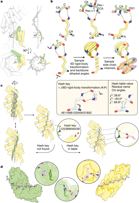 [Abs] De novo design of modular peptide-binding proteins by superhelical matching