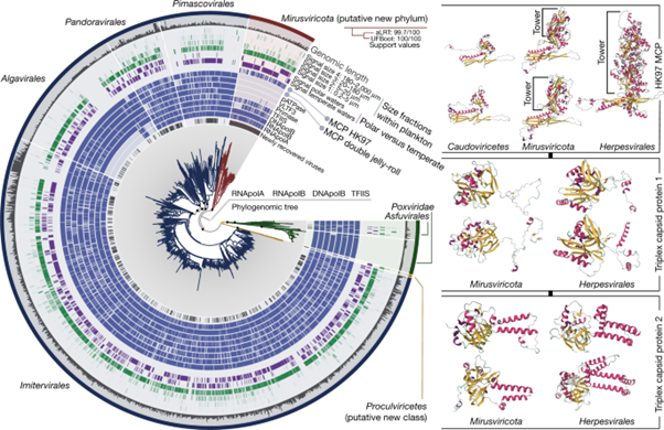 [Abs] Mirusviruses link herpesviruses to giant viruses