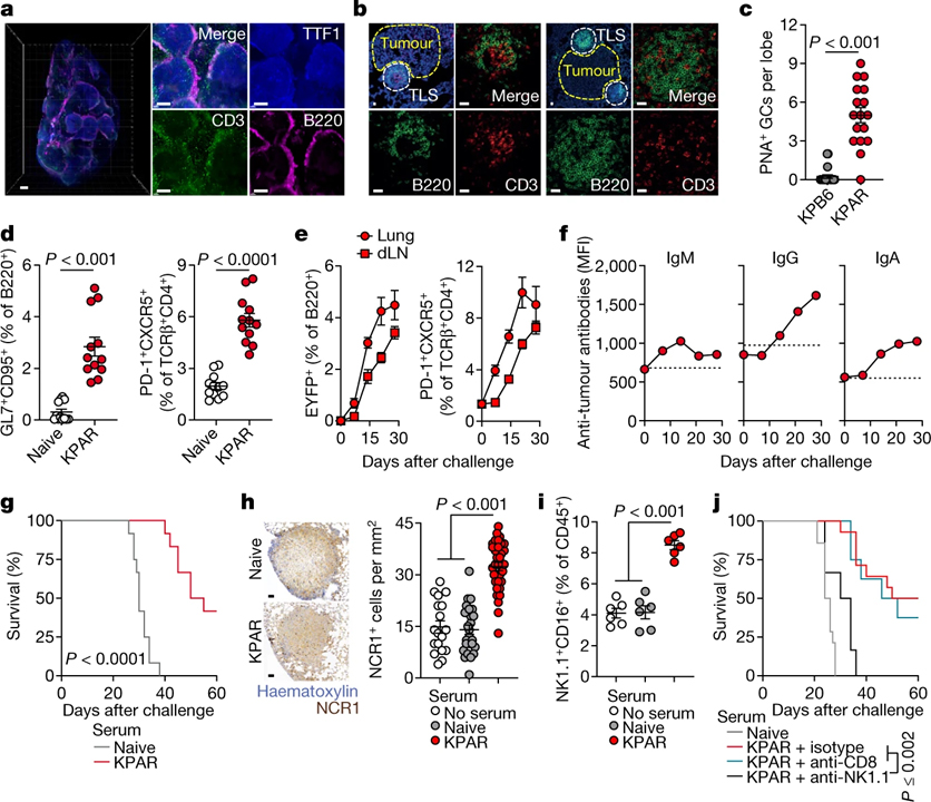 Antibodies against endogenous retroviruses promote lung cancer immunotherapy