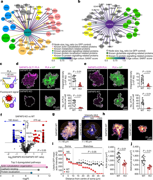 Astrocyte–neuron subproteomes and obsessive–compulsive disorder mechanisms