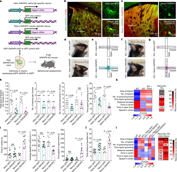 Astrocyte–neuron subproteomes and obsessive–compulsive disorder mechanisms