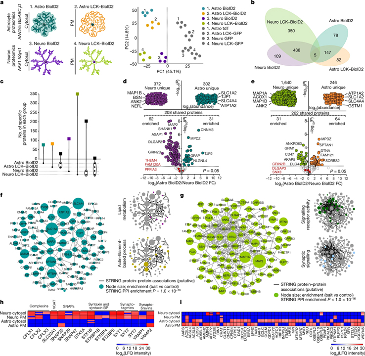 Astrocyte–neuron subproteomes and obsessive–compulsive disorder mechanisms