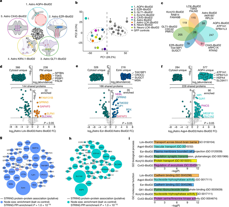 Astrocyte–neuron subproteomes and obsessive–compulsive disorder mechanisms