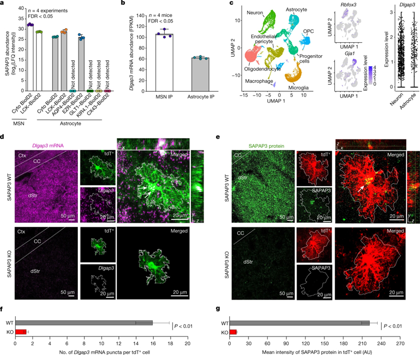 Astrocyte–neuron subproteomes and obsessive–compulsive disorder mechanisms