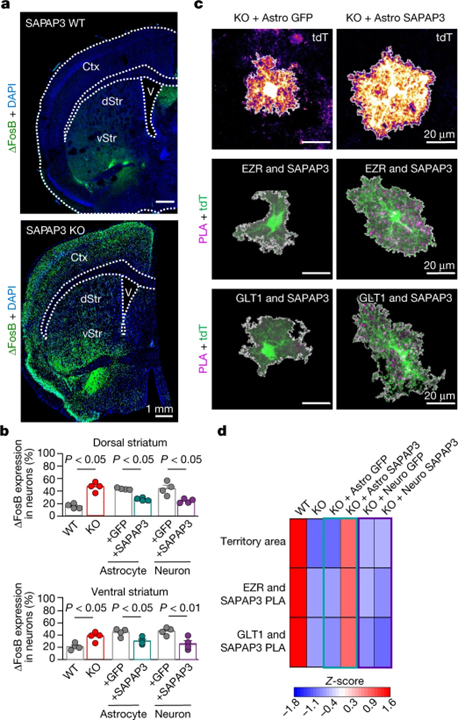 Astrocyte–neuron subproteomes and obsessive–compulsive disorder mechanisms