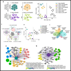 Read more about the article Astrocyte–neuron subproteomes and obsessive–compulsive disorder mechanisms