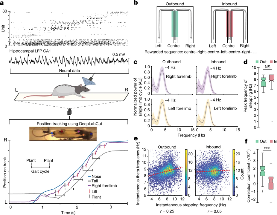 Dynamic synchronization between hippocampal representations and stepping