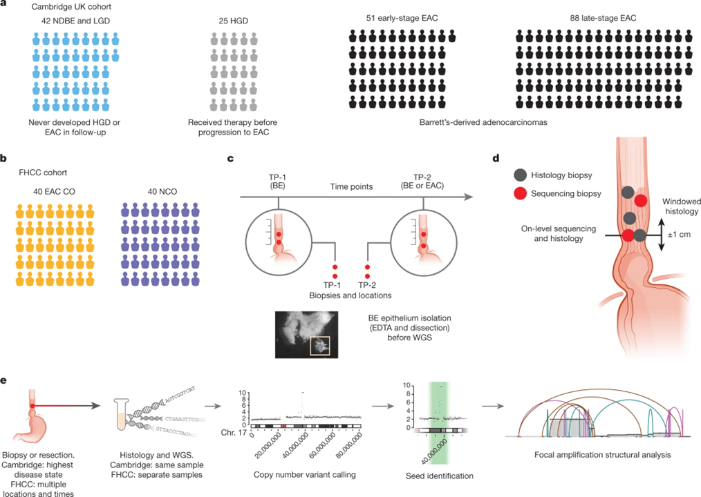 Extrachromosomal DNA in the cancerous transformation of Barrett’s oesophagus