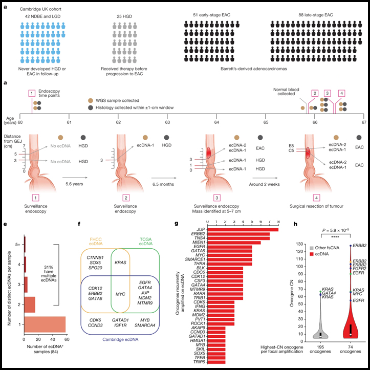 Read more about the article Extrachromosomal DNA in the cancerous transformation of Barrett’s oesophagus