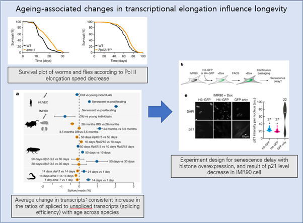 [EzV] Ageing-associated changes in transcriptional elongation influence longevity