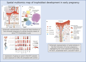 Read more about the article Spatial multiomics map of trophoblast development in early pregnancy