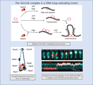 Read more about the article The Smc5/6 complex is a DNA loop-extruding motor