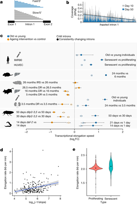 [Fig1] Ageing-associated changes in transcriptional elongation influence longevity