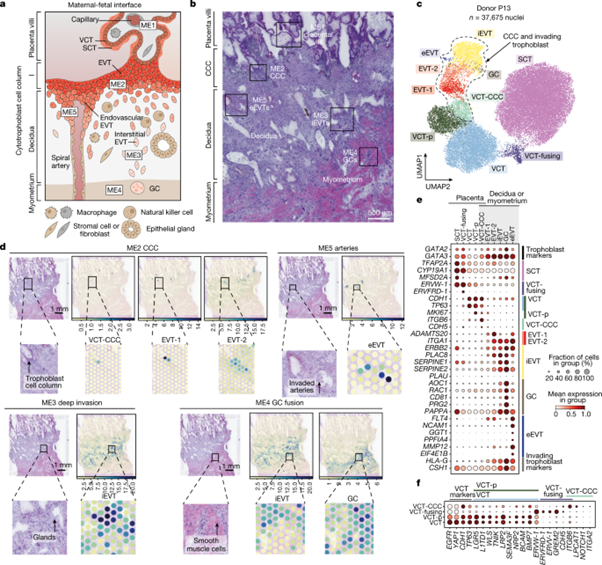 [Fig1] Spatial multiomics map of trophoblast development in early pregnancy