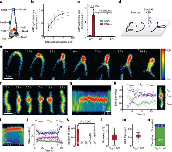 [Fig1] The Smc56 complex is a DNA loop-extruding motor