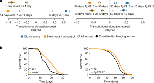 [Fig2] Ageing-associated changes in transcriptional elongation influence longevity