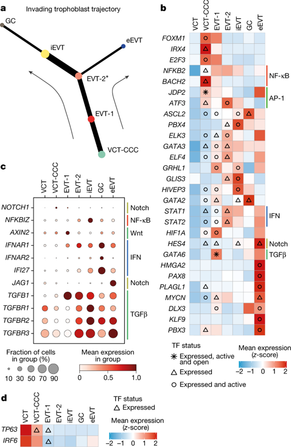 [Fig2] Spatial multiomics map of trophoblast development in early pregnancy