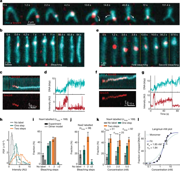 [Fig2] The Smc56 complex is a DNA loop-extruding motor