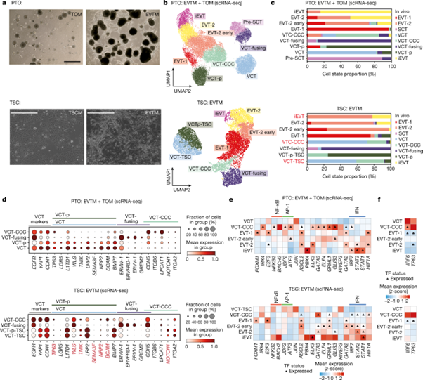 [Fig3] Spatial multiomics map of trophoblast development in early pregnancy