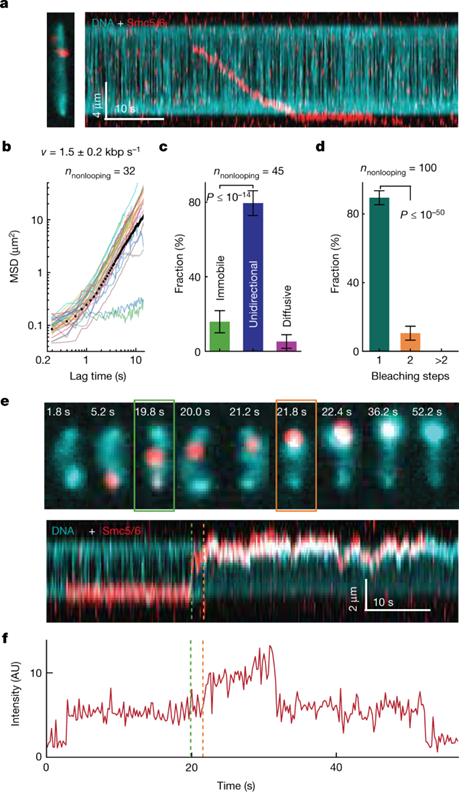 [Fig3] The Smc56 complex is a DNA loop-extruding motor