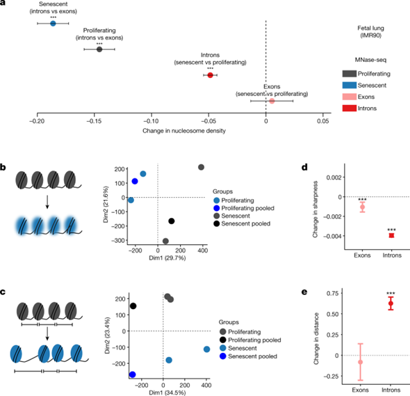 [Fig4] Ageing-associated changes in transcriptional elongation influence longevity