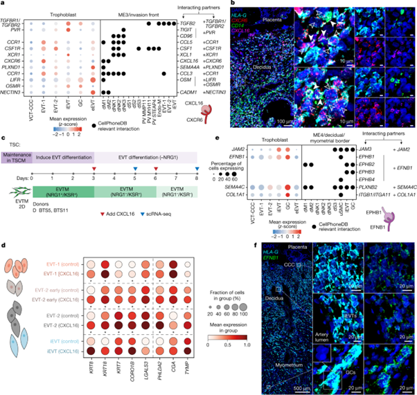 [Fig4] Spatial multiomics map of trophoblast development in early pregnancy