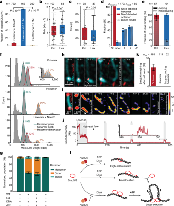 [Fig4] The Smc56 complex is a DNA loop-extruding motor