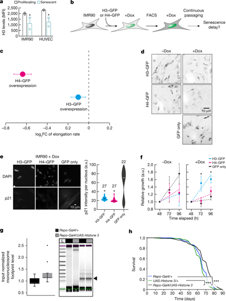 [Fig5] Ageing-associated changes in transcriptional elongation influence longevity