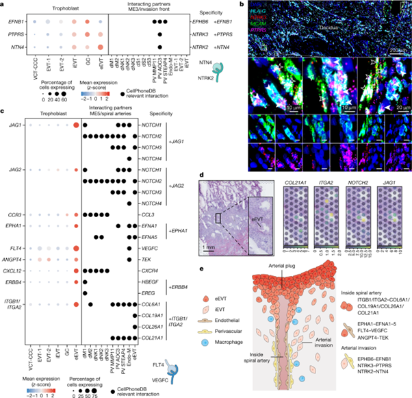 [Fig5] Spatial multiomics map of trophoblast development in early pregnancy