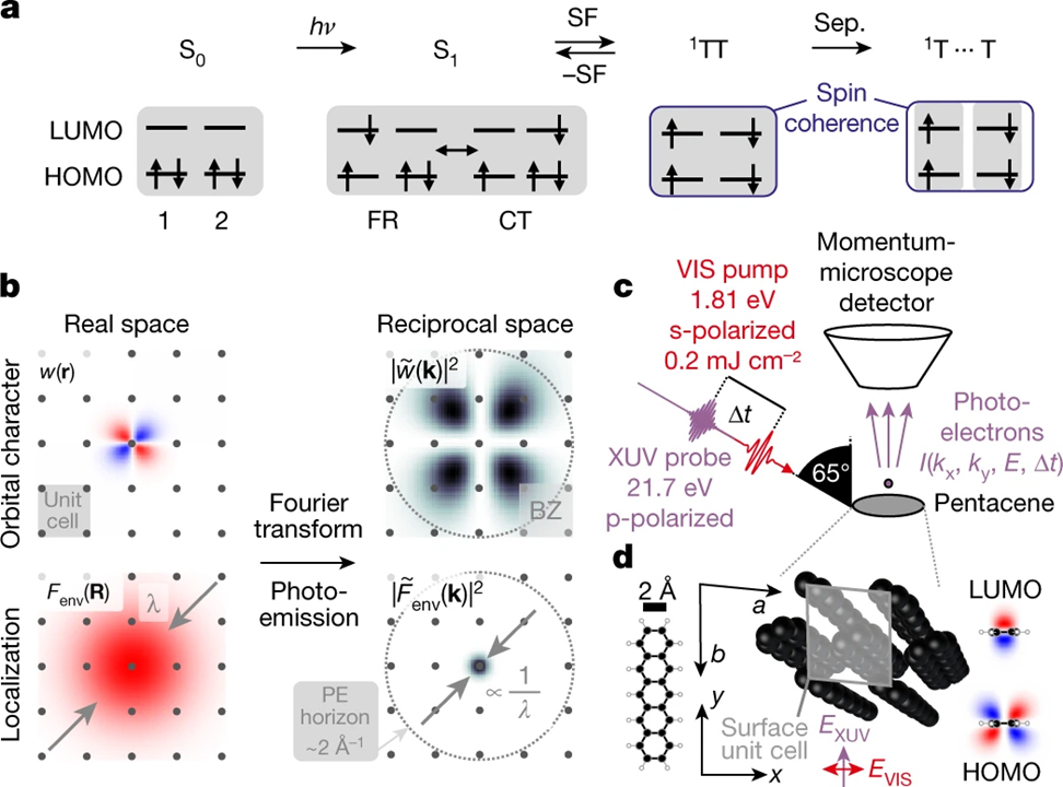 Orbital-resolved observation of singlet fission