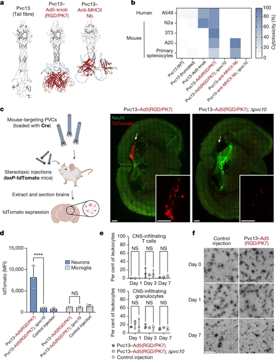 Programmable protein delivery with a bacterial contractile injection system