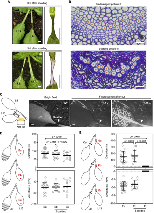 Ricca’s factors as mobile proteinaceous effectors of electrical signaling