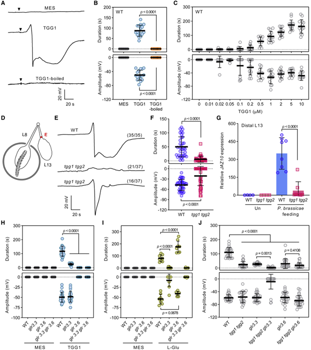 Ricca’s factors as mobile proteinaceous effectors of electrical signaling