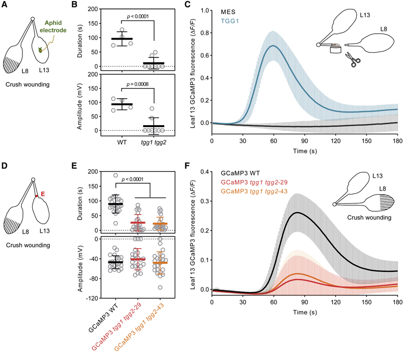 Ricca’s factors as mobile proteinaceous effectors of electrical signaling