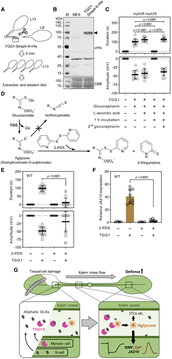 Ricca’s factors as mobile proteinaceous effectors of electrical signaling