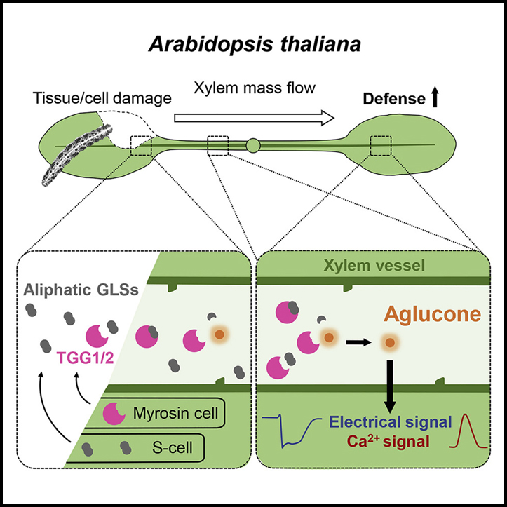 Read more about the article Ricca’s factors as mobile proteinaceous effectors of electrical signaling