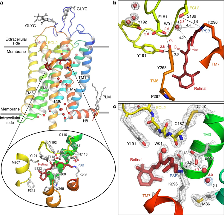 Ultrafast structural changes direct the first molecular events of vision