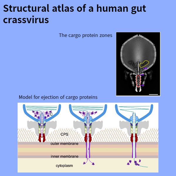 Structural atlas of a human gut crassvirus