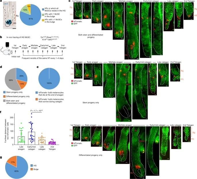 Dedifferentiation maintains melanocyte stem cells in a dynamic niche