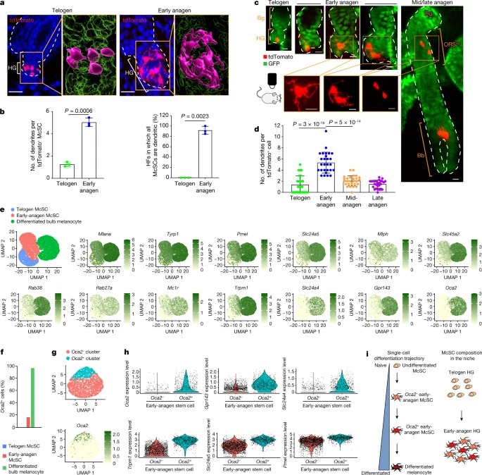 Dedifferentiation maintains melanocyte stem cells in a dynamic niche