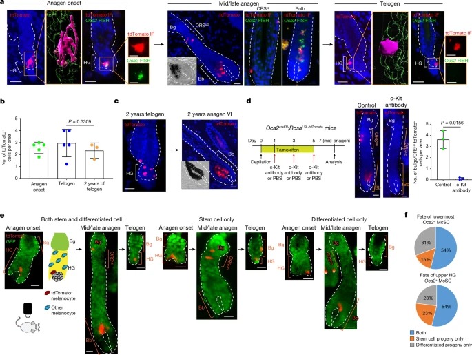 Dedifferentiation maintains melanocyte stem cells in a dynamic niche