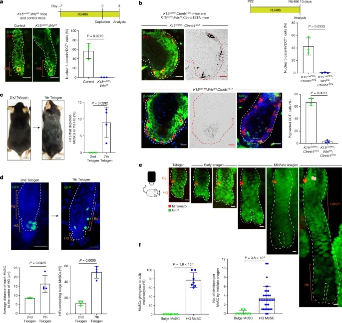 Dedifferentiation maintains melanocyte stem cells in a dynamic niche