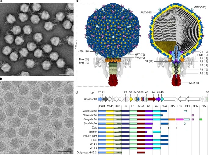 Structural atlas of a human gut crassvirus