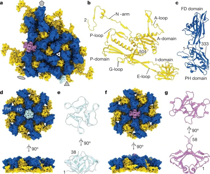 Structural atlas of a human gut crassvirus