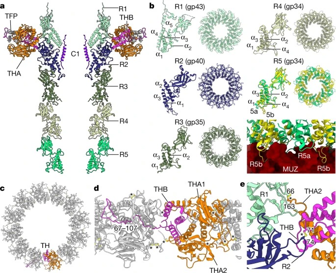 Structural atlas of a human gut crassvirus