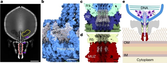 Structural atlas of a human gut crassvirus